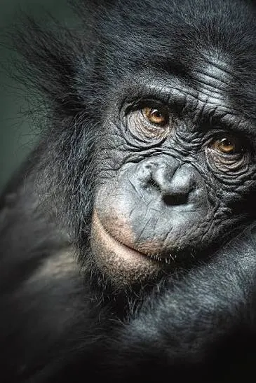 monke
